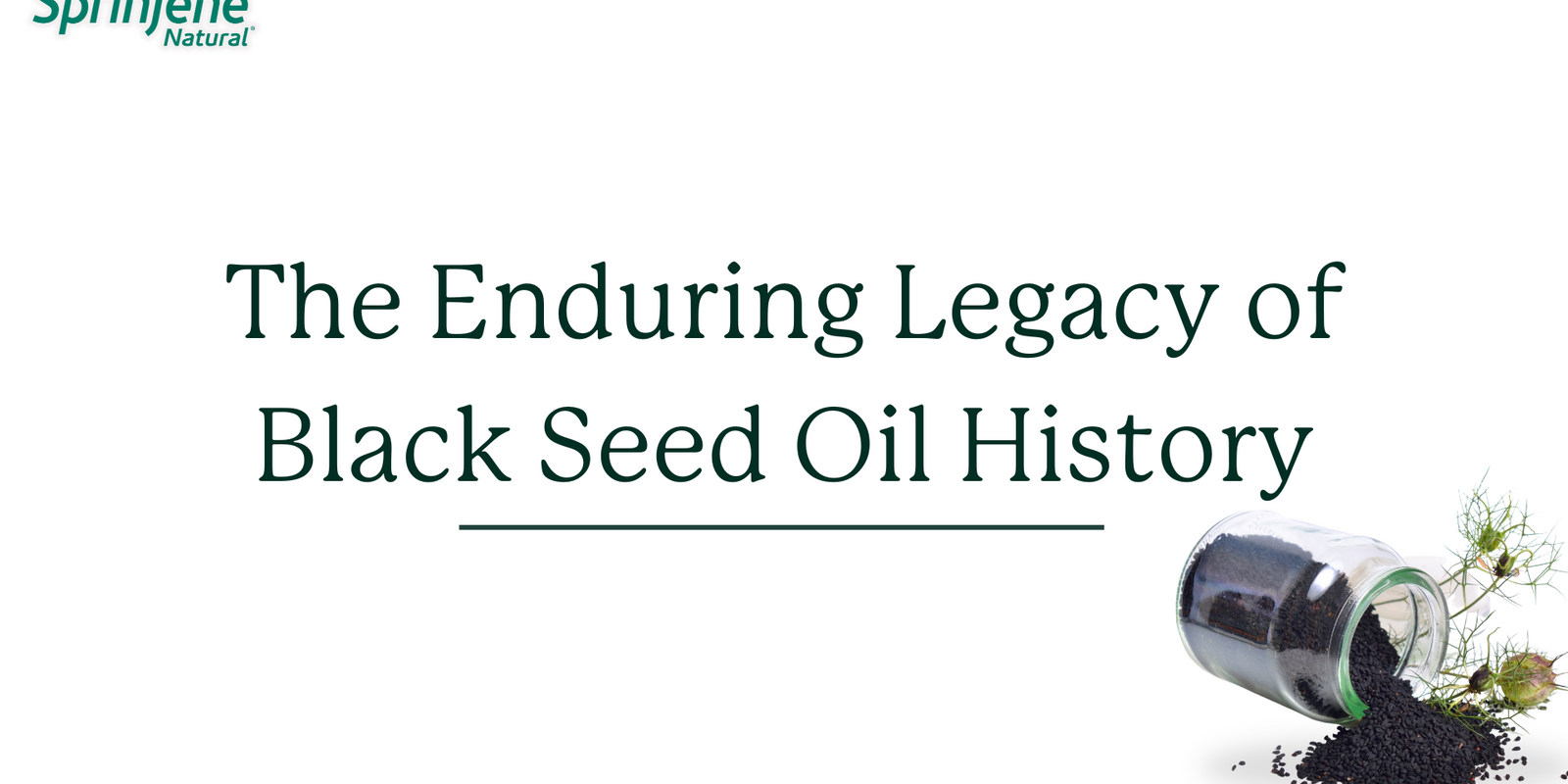 The Enduring Legacy of Black Seed Oil