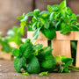 What is peppermint essential oil good for?