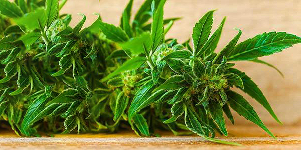The Week In Cannabis: Aurora's Transformation, Martha Stewart, Jay Glazer, G-Eazy, And More - SprinJene
