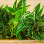 The Week In Cannabis: Aurora's Transformation, Martha Stewart, Jay Glazer, G-Eazy, And More - SprinJene