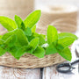 Toothpaste Flavor Allergies: What You Need to Know - SprinJene