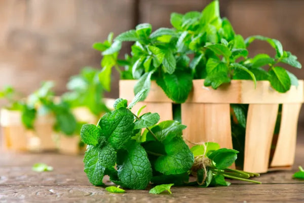 What is peppermint essential oil good for? - SprinJene
