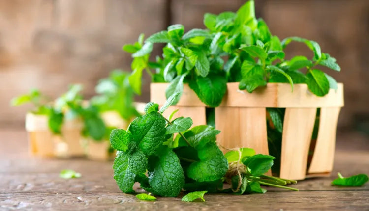 What is peppermint essential oil good for? - SprinJene