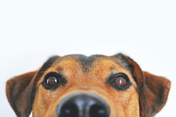 What is Cruelty Free Toothpaste? - SprinJene