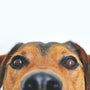 What is Cruelty Free Toothpaste? - SprinJene